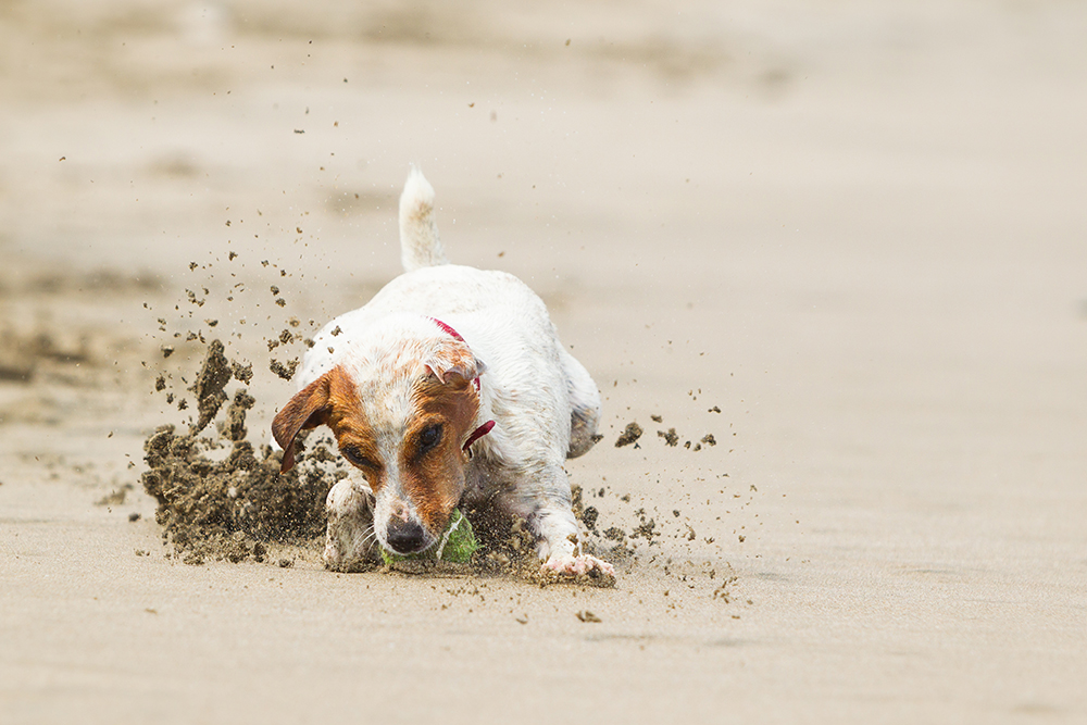 foto in movimento cane